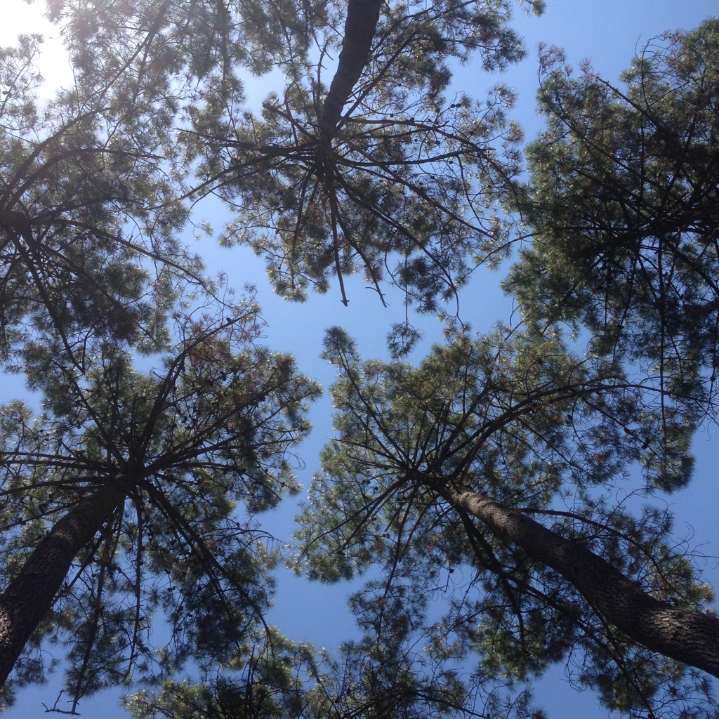 YIOJ-wandelcoaching_treetops_sky_ADD483E6-AFBB-4F6C-8BBC-1F2263836B64_1_105_c