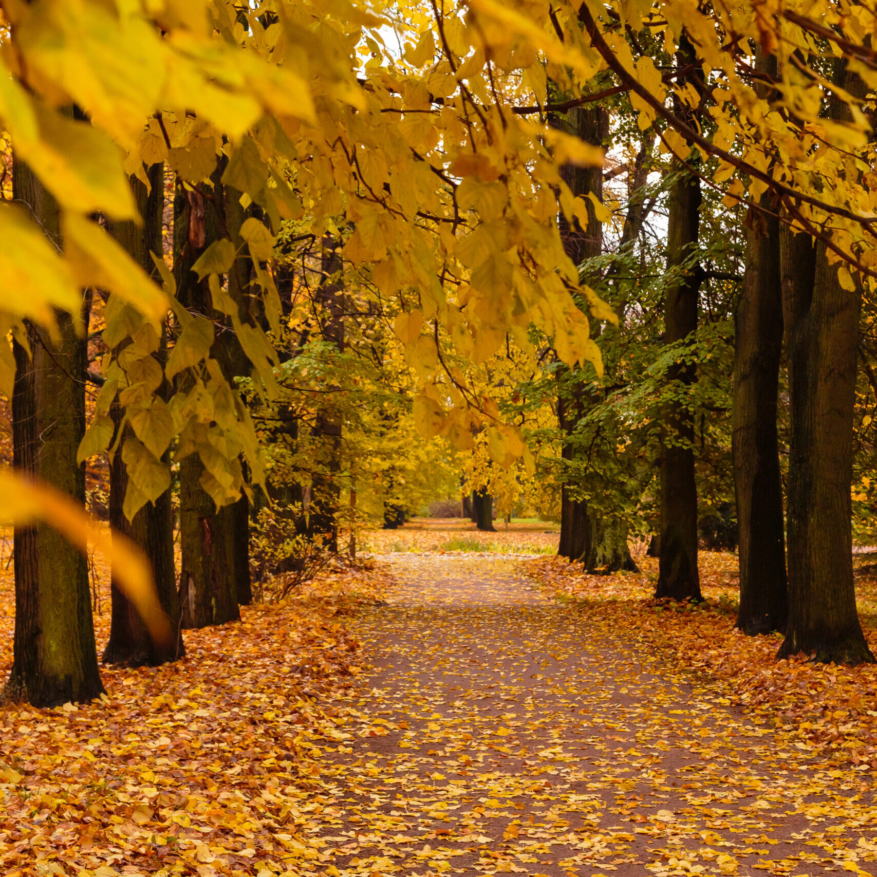 YIOJ-wandelcoaching_path_fall_325526266_XL