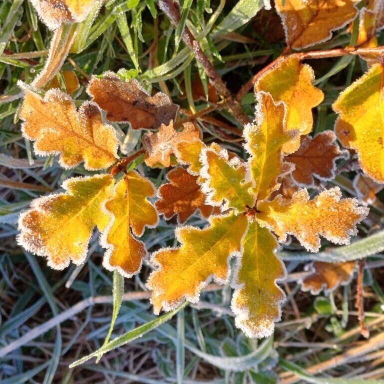 YIOJ-wandelcoaching_fall_leaves_E751C9B7-C2FF-4966-993D-47E3DF9FB90B_1_105_c