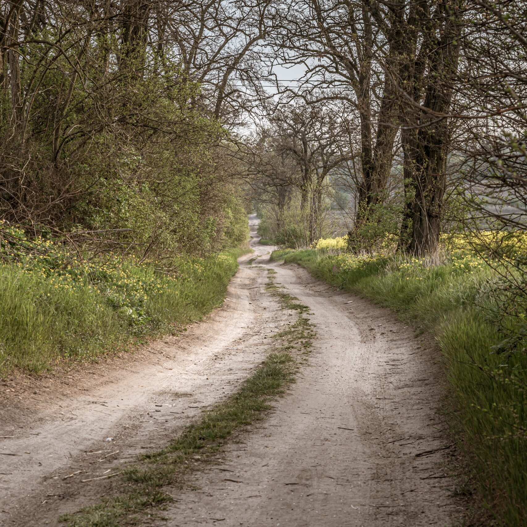 A pathway in a forest surrounded by beautiful greenery