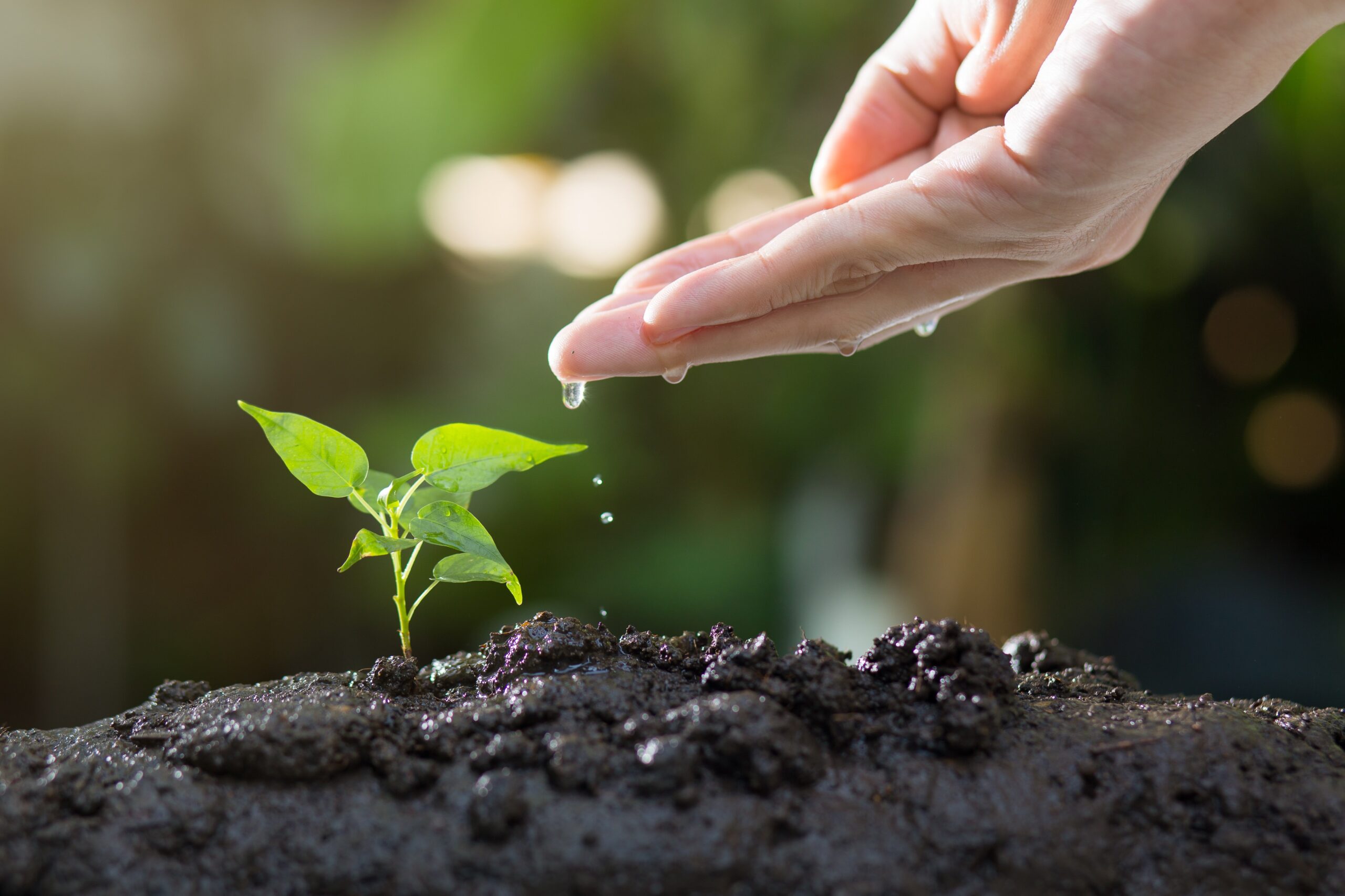 YIOJ-wandelcoaching_leaf_hand-8080788